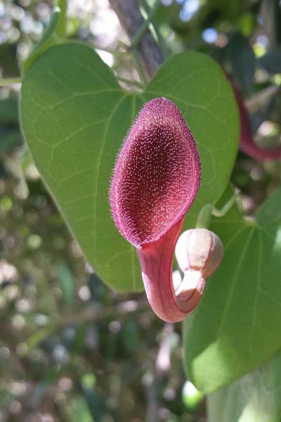 Aristoloche bétique